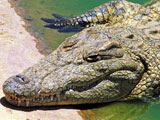 Austrálsky krokodíl